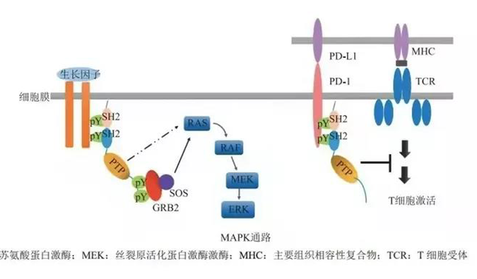 晚期恶性肿瘤患者的福音！pp电子助力凌达生物SHP2变构抑制剂RG001片获批临床
