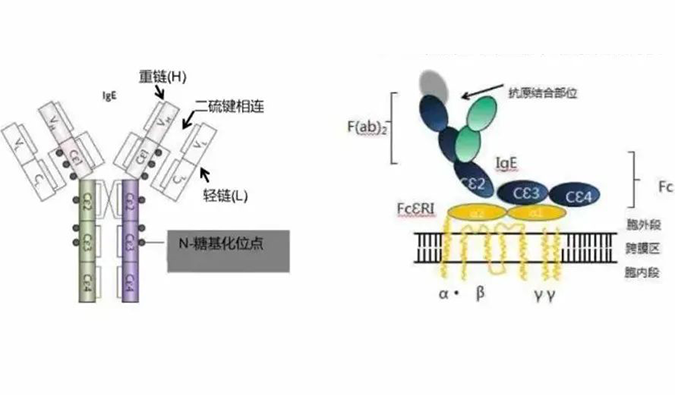 pp电子助力 | 济民可信lgE抗体药物JYB1904获批临床