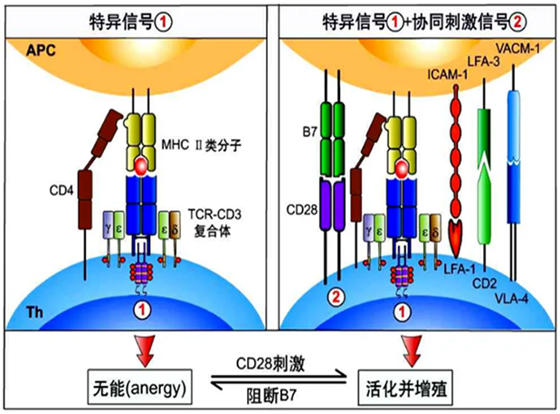 pp电子助力 | 国内CD19×CD3×CD28三特异性抗体获FDA默示许可