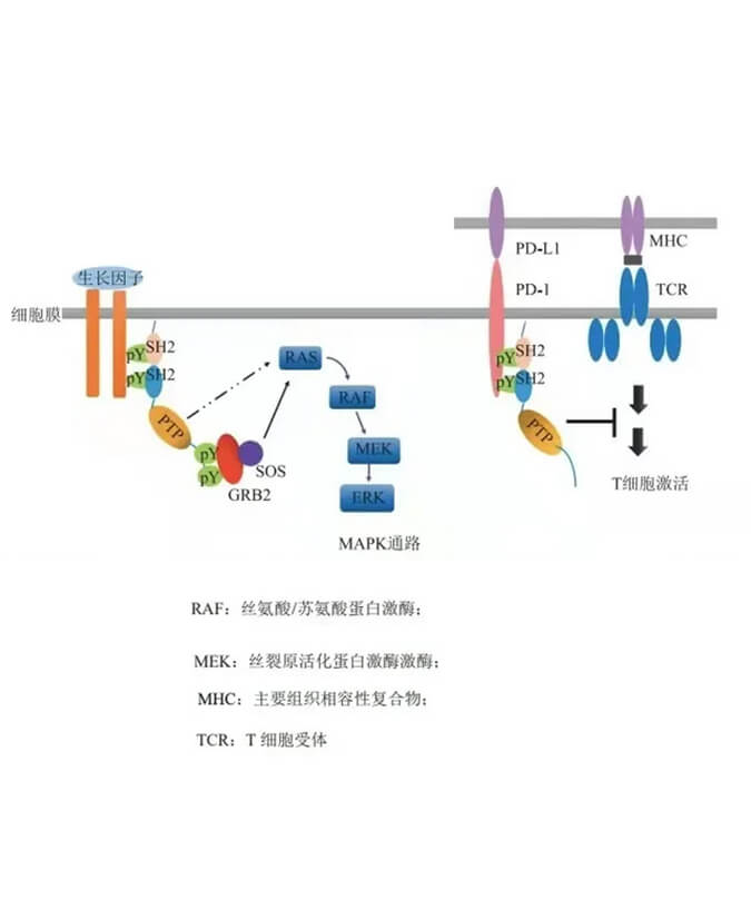 pp电子助力凌达生物SHP2变构抑制剂RG001片获批临床.jpg