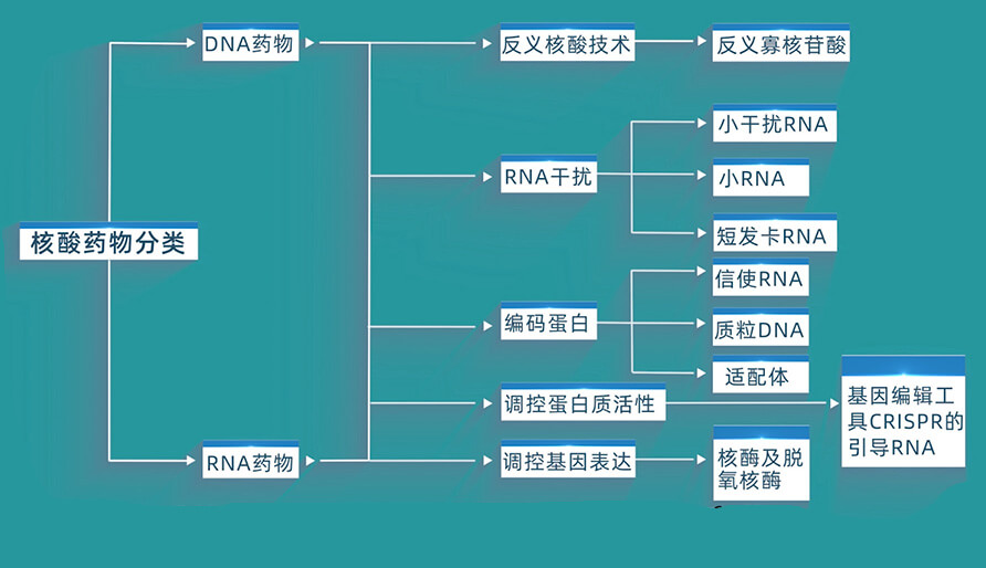 核酸药物的分类有哪些？