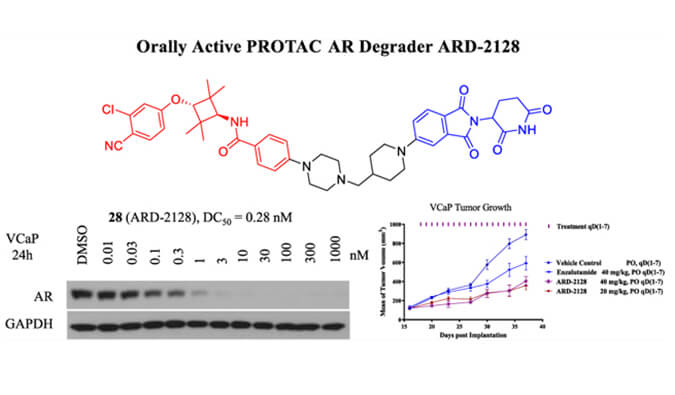 ARD-2128是一种PROTAC AR降解剂，具有出色的血浆和微粒体稳定性，体外稳定性和PK研究通过pp电子进行