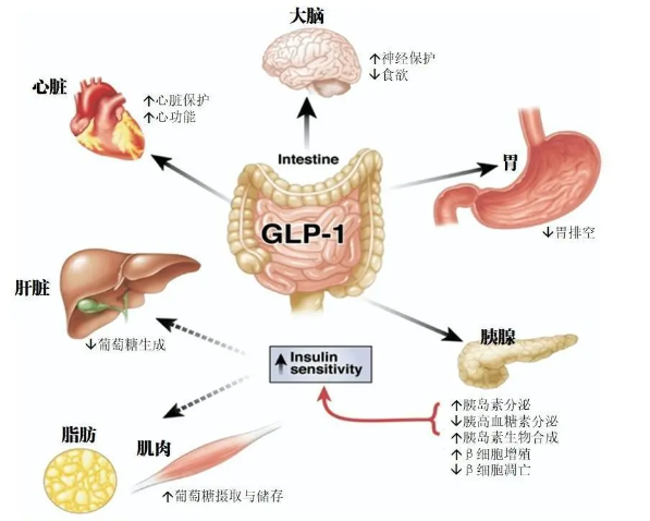 时代变了！GLP-1让打针吃药也能减肥成为现实